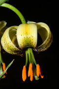 Lilium ciliatum (2).jpg