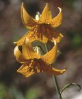 Lilium columbianum.jpg