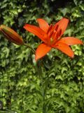 Lilium concolor.jpg