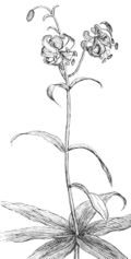 Lilium debile (Drawing).jpg