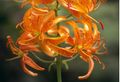 Lilium distichum.jpg