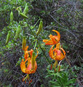 Lilium humboldtii ssp ocellatum.jpg