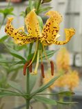 Lilium iridollae.jpg