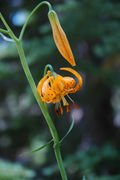 Lilium kelleyanum.jpg