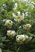 Lilium ledebourii 2.jpg