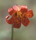 Lilium maritimum.jpg