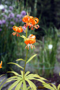 Lilium medeoloides 220708.JPG