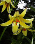 Lilium monadelphum .JPG