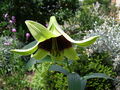 Lilium nepalense (flower).jpg