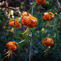 Lilium pardalinum.jpg