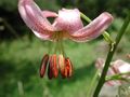 Lilium szovitsianum (Flower).jpg