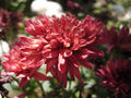 Maroon Mums.jpg