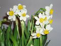 Narcissi.jpg