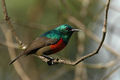 Nordoublecllaredsunbird.jpg