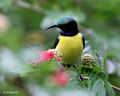 Purple-rumped Sunbird (Male) I2 IMG 7524.jpg