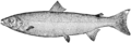 Salmo salar illustration.png