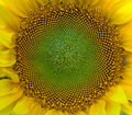 SunFlower Closeup Hungary.jpg