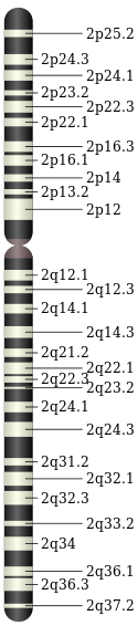 Chromosome 2.svg