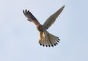 Common-Kestrel-4.jpg