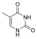 Chemical structure of thymine