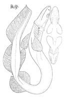 Line drawing of a frilled shark curled on its side, with insets depicting dorsal and ventral views of the head, and of two teeth