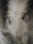 Close-up of the chest of a male Ring-tailed Lemur showing one black scent gland above each armpit