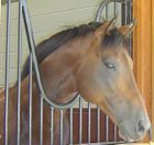 Brown horse looking out over a railing. The head is sideways to the camera and the horse is looking into the distance.