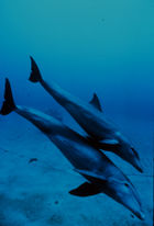 Photo of juvenile diving just above its mother's dorsal fin.