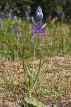 Purple flowers on slender stalks rise above a base of dark green leaves.