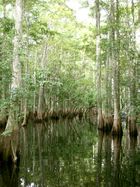 A swamp dominated by tall trees with buttressed trunks standing in water, their bark gray. As the trunks get closer to the water the color gradually becomes more brown