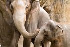 Elephants-OregonZoo.jpg