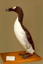 A breeding Great Auk is stuffed and placed upon a wooden block, looking left.