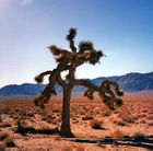 A tree with multiple, spiked limbs sprawling in several directions stands in a desert. A mountain range stands in the background