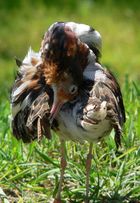  Territorial male in breeding plumage with head pointing down, showing the brown ruff and back feathers erected in display