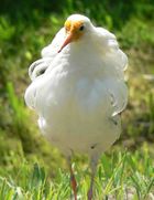  A satellite male seen from the front, showing white underparts and a white ruff