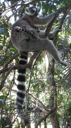 A female Ring-tailed Lemur sits in a tree while nursing her infant