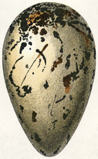 A large, pear-shaped egg is sketched, primarily white with brown streaks condensing closer to the larger end.