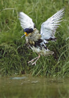  A displaying male is leaping with wings extended, showing its white underwings.