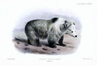 Tibetan Blue Bear - Ursus arctos pruinosus - Joseph Smit.jpg