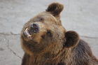 Ursus arctos lasiotus - Beijing Zoo 3.JPG