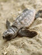  Loggerhead hatchling crawling through the sand.