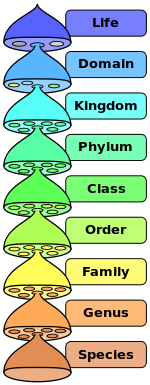 The various levels of the scientific classification system.