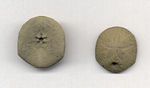 Photo of two adjacent round fossils