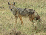 Golden Jackal, Serengeti.jpg