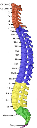 Gray 111 - Vertebral column-coloured.png