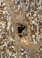 Photo of a solid brown object with white spots and a hole in the center