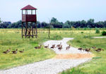 Photo at gaense nationalpark neusiedlersee neu.jpg