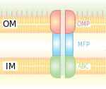 T1SS.svg