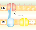 T2SS.svg