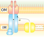 T4SS.svg